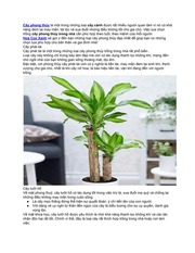 Top 10 Loại Cây Phong Thủy Theo Tuổi, Theo Mệnh Đem Đến Tài Lộc Và May Mắn