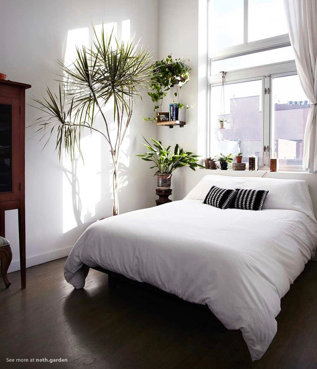 8 loại cây cảnh giúp bạn cải thiện giấc ngủ
