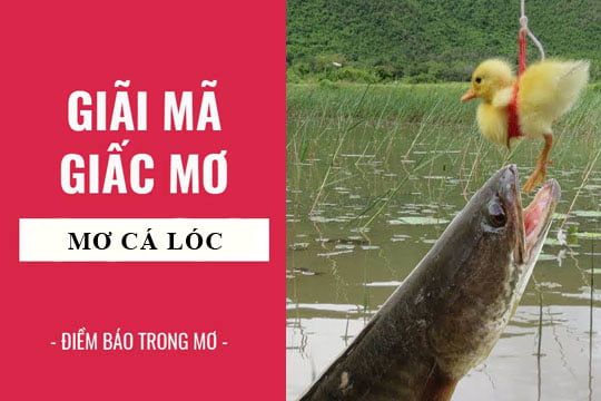 Giải mã giấc mơ: Nằm mơ thấy cá lóc, cá chuối - quả điềm báo gì, lành hay dữ? con số liên quan