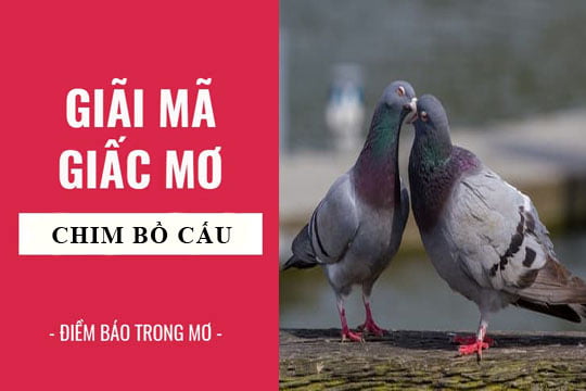Giải mã giấc mơ: Nằm mơ thấy chim bồ câu điềm báo gì, lành hay dữ? con số liên quan