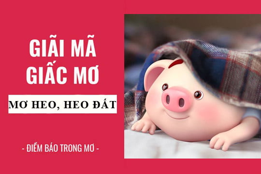 Giải mã giấc mơ: Nằm mơ thấy heo, heo đất điềm báo gì, lành hay dữ? con số liên quan