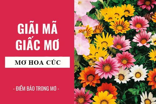 Giải mã giấc mơ: Nằm mơ thấy hoa cúc điềm báo gì, lành hay dữ? con số liên quan
