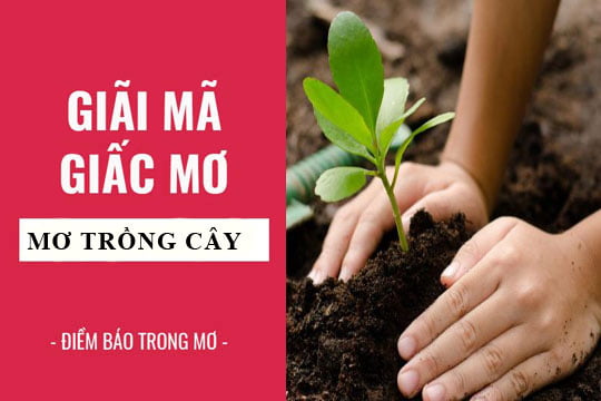 Giải mã giấc mơ: Nằm mơ thấy trồng cây, trồng rau điềm báo gì, lành hay dữ? con số liên quan