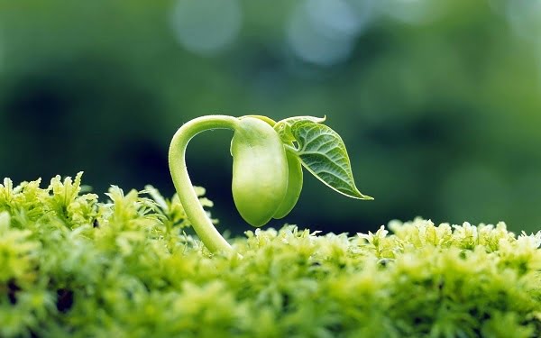 Sao Phá Quân ở cung Phúc Đức
